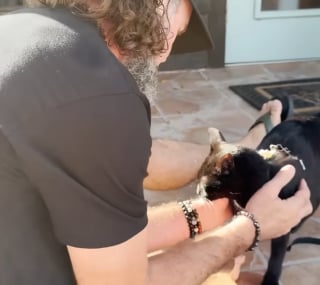 Illustration de l'article : Cach&eacute; dans un buisson et priv&eacute; de 2 pattes, ce chat rebondit &agrave; des milliers de kilom&egrave;tres et r&eacute;conforte les v&eacute;t&eacute;rans handicap&eacute;s