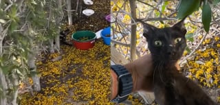 Illustration de l'article : Cach&eacute; dans un buisson et priv&eacute; de 2 pattes, ce chat rebondit &agrave; des milliers de kilom&egrave;tres et r&eacute;conforte les v&eacute;t&eacute;rans handicap&eacute;s