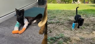 Illustration de l'article : Cach&eacute; dans un buisson et priv&eacute; de 2 pattes, ce chat rebondit &agrave; des milliers de kilom&egrave;tres et r&eacute;conforte les v&eacute;t&eacute;rans handicap&eacute;s