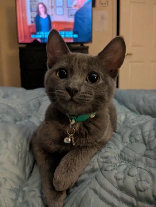 Illustration de l'article : Affect&eacute;e par la disparition de son ami canin et pr&eacute;f&eacute;rant les chiens aux f&eacute;lins, le &laquo; syst&egrave;me de distribution de chats &raquo; lui fait changer d'avis