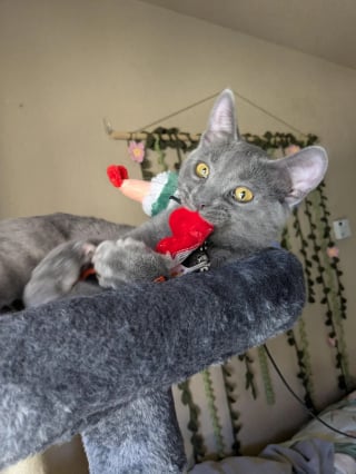 Illustration de l'article : Affect&eacute;e par la disparition de son ami canin et pr&eacute;f&eacute;rant les chiens aux f&eacute;lins, le &laquo; syst&egrave;me de distribution de chats &raquo; lui fait changer d'avis