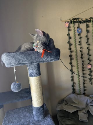 Illustration de l'article : Affect&eacute;e par la disparition de son ami canin et pr&eacute;f&eacute;rant les chiens aux f&eacute;lins, le &laquo; syst&egrave;me de distribution de chats &raquo; lui fait changer d'avis