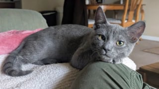 Illustration de l'article : Affect&eacute;e par la disparition de son ami canin et pr&eacute;f&eacute;rant les chiens aux f&eacute;lins, le &laquo; syst&egrave;me de distribution de chats &raquo; lui fait changer d'avis