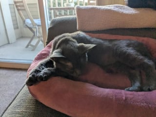 Illustration de l'article : Affect&eacute;e par la disparition de son ami canin et pr&eacute;f&eacute;rant les chiens aux f&eacute;lins, le &laquo; syst&egrave;me de distribution de chats &raquo; lui fait changer d'avis