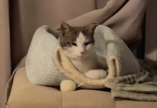 Illustration de l'article : &laquo; Tu n'as plus &agrave; avoir peur ni &agrave; &ecirc;tre seul &raquo;, elle ouvre sa porte &agrave; un chat errant frigorifi&eacute; et change sa vie (vid&eacute;o)