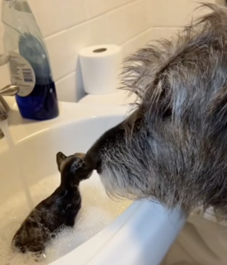 Illustration de l'article : Habitu&eacute;e &agrave; apaiser les chiens de son refuge cette femelle L&eacute;vrier irlandais materne tendrement 3 chatons malades (vid&eacute;o)