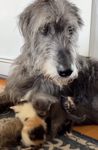 Illustration de l'article : Habitu&eacute;e &agrave; apaiser les chiens de son refuge cette femelle L&eacute;vrier irlandais materne tendrement 3 chatons malades (vid&eacute;o)