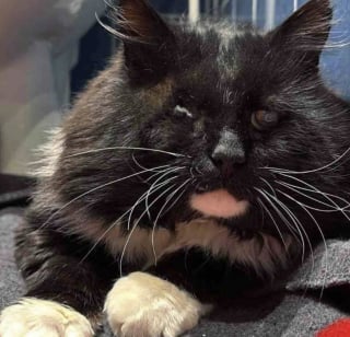 Illustration de l'article : Atteint du FIV et devenu aveugle ce chat noir errant d&eacute;couvre enfin le bonheur d'un foyer aimant