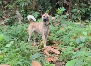 Illustration de l'article : Atteint d&rsquo;un grave trouble abdominal, ce chien dont le pronostic vital semblait engag&eacute; s&rsquo;en sort gr&acirc;ce &agrave; la t&eacute;nacit&eacute; d&rsquo;un refuge (vid&eacute;o)