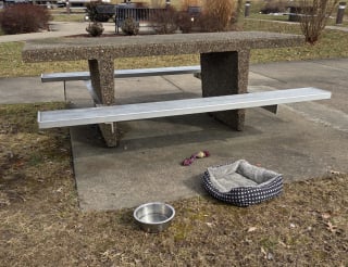 Illustration de l'article : Retrouv&eacute; attach&eacute; &agrave; une table de pique-nique sans aucune explication, ce petit chien n&rsquo;aura pass&eacute; que quelques heures au refuge