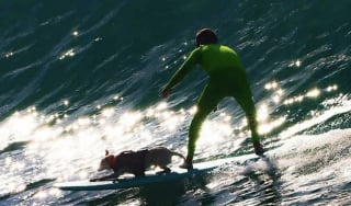 Illustration de l'article : &laquo; Je ne suis pas pr&ecirc;t &agrave; ce qu&rsquo;elle parte &raquo;, cette chienne surfeuse multi r&eacute;compens&eacute;e s&rsquo;appr&ecirc;te &agrave; prendre sa derni&egrave;re vague apr&egrave;s la d&eacute;couverte d'un cancer