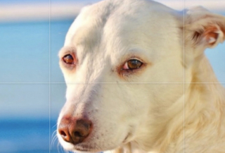 Illustration de l'article : &laquo; Je ne suis pas pr&ecirc;t &agrave; ce qu&rsquo;elle parte &raquo;, cette chienne surfeuse multi r&eacute;compens&eacute;e s&rsquo;appr&ecirc;te &agrave; prendre sa derni&egrave;re vague apr&egrave;s la d&eacute;couverte d'un cancer