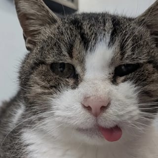 Illustration de l'article : D'abord terrifi&eacute; par son nouvel environnement ce chat errant &agrave; qui il ne reste qu'une seule dent devient un v&eacute;ritable pot de colle