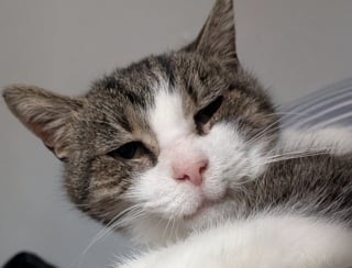 Illustration de l'article : D'abord terrifi&eacute; par son nouvel environnement ce chat errant &agrave; qui il ne reste qu'une seule dent devient un v&eacute;ritable pot de colle