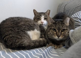 Illustration de l'article : D'abord terrifi&eacute; par son nouvel environnement ce chat errant &agrave; qui il ne reste qu'une seule dent devient un v&eacute;ritable pot de colle