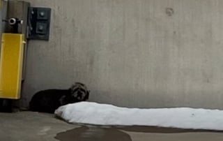 Illustration de l'article : Un agent animalier monte sur le toit et manie la perche de capture avec dext&eacute;rit&eacute; pour secourir une chienne en fugue depuis 9 jours (vid&eacute;o)