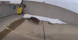 Illustration de l'article : Un agent animalier monte sur le toit et manie la perche de capture avec dext&eacute;rit&eacute; pour secourir une chienne en fugue depuis 9 jours (vid&eacute;o)