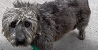 Illustration de l'article : Un agent animalier monte sur le toit et manie la perche de capture avec dext&eacute;rit&eacute; pour secourir une chienne en fugue depuis 9 jours (vid&eacute;o)