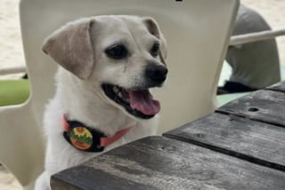 Illustration de l'article : &laquo; Il vivait sa meilleure vie chez le voisin &raquo;, inqui&egrave;te apr&egrave;s la disparition de son chien, elle d&eacute;couvre qu&rsquo;il menait secr&egrave;tement une double vie