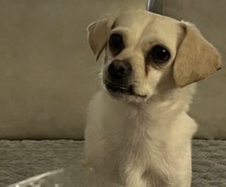 Illustration de l'article : &laquo; Il vivait sa meilleure vie chez le voisin &raquo;, inqui&egrave;te apr&egrave;s la disparition de son chien, elle d&eacute;couvre qu&rsquo;il menait secr&egrave;tement une double vie