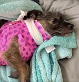 Illustration de l'article : Un puma s'empare de sa chienne et tente de l'emmener en haut d'un arbre, il le poursuit courageusement pour la sauver (vid&eacute;o)