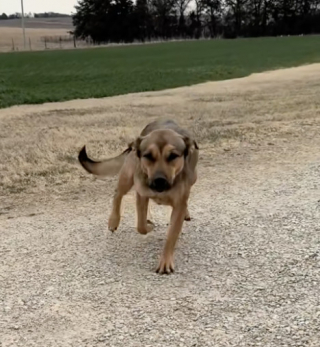 Illustration de l'article : &laquo; Elle n'y retournera pas &raquo;, une femme retrouve une chienne abandonn&eacute;e &agrave; 2 reprises et lui offre un foyer pour toujours (vid&eacute;o)