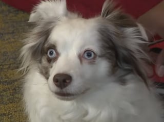 Illustration de l'article : &laquo; Bien plus qu'un simple r&eacute;confort &raquo;, cette petite chienne de th&eacute;rapie aide des adolescents traumatis&eacute;s &agrave; retrouver espoir (vid&eacute;o)