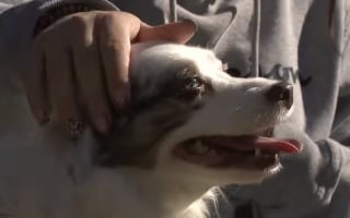 Illustration de l'article : &laquo; Bien plus qu'un simple r&eacute;confort &raquo;, cette petite chienne de th&eacute;rapie aide des adolescents traumatis&eacute;s &agrave; retrouver espoir (vid&eacute;o)