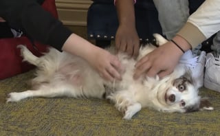 Illustration de l'article : &laquo; Bien plus qu'un simple r&eacute;confort &raquo;, cette petite chienne de th&eacute;rapie aide des adolescents traumatis&eacute;s &agrave; retrouver espoir (vid&eacute;o)