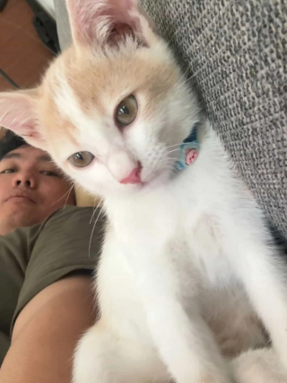 Illustration de l'article : Tandis qu&rsquo;il cr&eacute;e des ombres avec ses mains, son chaton curieux croit avoir trouv&eacute; un nouvel ami (vid&eacute;o)