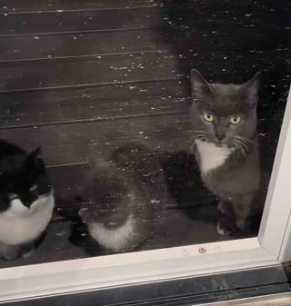 Illustration de l'article : Une chatte am&egrave;ne ses chatons devant une maison pour demander de l&rsquo;aide, son geste sauve toute la petite famille du froid