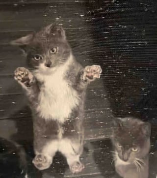 Illustration de l'article : Une chatte am&egrave;ne ses chatons devant une maison pour demander de l&rsquo;aide, son geste sauve toute la petite famille du froid