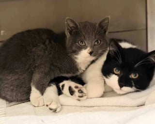 Illustration de l'article : Une chatte am&egrave;ne ses chatons devant une maison pour demander de l&rsquo;aide, son geste sauve toute la petite famille du froid