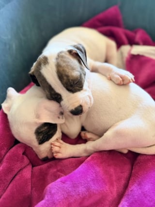 Illustration de l'article : D&eacute;couverts sur un sentier par un promeneur, 15 chiots abandonn&eacute;s sont recueillis et plac&eacute;s en famille d&rsquo;accueil