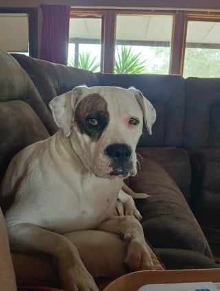 Illustration de l'article : D&eacute;couverts sur un sentier par un promeneur, 15 chiots abandonn&eacute;s sont recueillis et plac&eacute;s en famille d&rsquo;accueil