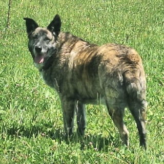 Illustration de l'article : &laquo; Gros "nounours" plein de tendresse &raquo;, Spirou cherche aujourd&rsquo;hui un foyer aimant apr&egrave;s sa vie de souffrance attach&eacute; dans une serre