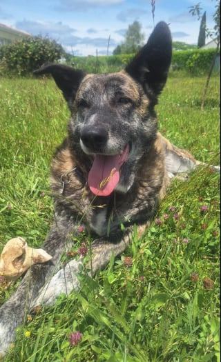 Illustration de l'article : &laquo; Gros "nounours" plein de tendresse &raquo;, Spirou cherche aujourd&rsquo;hui un foyer aimant apr&egrave;s sa vie de souffrance attach&eacute; dans une serre