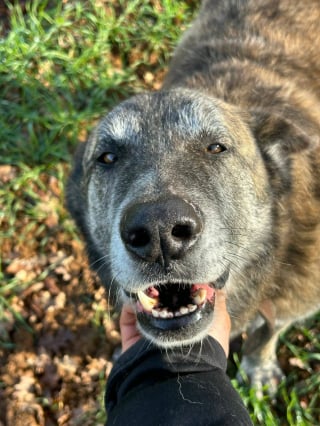Illustration de l'article : &laquo; Gros "nounours" plein de tendresse &raquo;, Spirou cherche aujourd&rsquo;hui un foyer aimant apr&egrave;s sa vie de souffrance attach&eacute; dans une serre