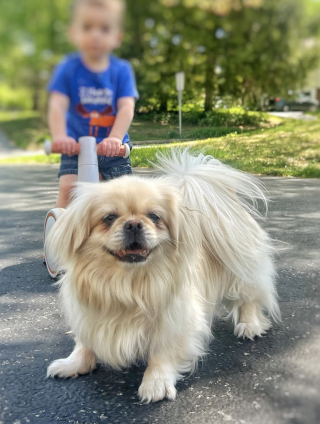 Illustration de l'article : Une chienne anxieuse autrefois utilis&eacute;e pour la reproduction s&rsquo;apaise enfin lorsqu&rsquo;elle rencontre son petit fr&egrave;re humain 