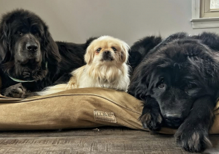 Illustration de l'article : Une chienne anxieuse autrefois utilis&eacute;e pour la reproduction s&rsquo;apaise enfin lorsqu&rsquo;elle rencontre son petit fr&egrave;re humain 