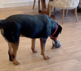 Illustration de l'article : Malgr&eacute; sa carrure imposante, ce Rottweiler prend peur en rencontrant pour la premi&egrave;re fois la nouvelle petite chienne de la maison (vid&eacute;o)