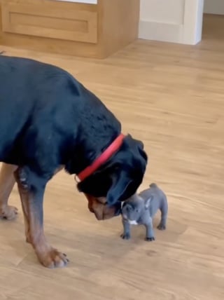 Illustration de l'article : Malgr&eacute; sa carrure imposante, ce Rottweiler prend peur en rencontrant pour la premi&egrave;re fois la nouvelle petite chienne de la maison (vid&eacute;o)