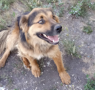 Illustration de l'article : Disparu depuis 4 mois ce chien crois&eacute; Berger Allemand est retrouv&eacute; &agrave; 2 000 kilom&egrave;tres de chez lui