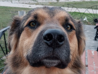 Illustration de l'article : Disparu depuis 4 mois ce chien crois&eacute; Berger Allemand est retrouv&eacute; &agrave; 2 000 kilom&egrave;tres de chez lui