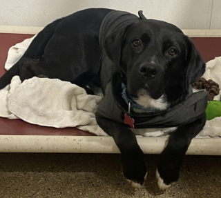 Illustration de l'article : &laquo; Dan n&rsquo;a pas abandonn&eacute; &raquo;, ignor&eacute; pendant 458 jours au refuge ce Labrador noir anxieux trouve son ma&icirc;tre compr&eacute;hensif et patient