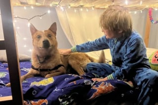 Illustration de l'article : &Eacute;chapp&eacute; le jour de son adoption ce chien Bouvier Australien survit 5 semaines dans la neige avant d'enfin retrouver sa famille