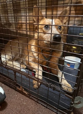 Illustration de l'article : &Eacute;chapp&eacute; le jour de son adoption ce chien Bouvier Australien survit 5 semaines dans la neige avant d'enfin retrouver sa famille