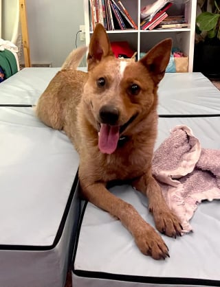 Illustration de l'article : &Eacute;chapp&eacute; le jour de son adoption ce chien Bouvier Australien survit 5 semaines dans la neige avant d'enfin retrouver sa famille