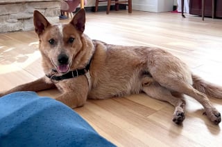 Illustration de l'article : &Eacute;chapp&eacute; le jour de son adoption ce chien Bouvier Australien survit 5 semaines dans la neige avant d'enfin retrouver sa famille