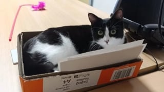 Illustration de l'article : Rep&eacute;r&eacute;e au refuge, cette jeune chatte tuxedo est adopt&eacute;e par des policiers qui en font la vedette du commissariat